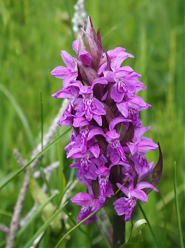 Ha május akkor orchideák! - kevesen tudják, hogy Magyarországon is találkozhatunk vadon élő orchideákkal, például a kozsborokkal.